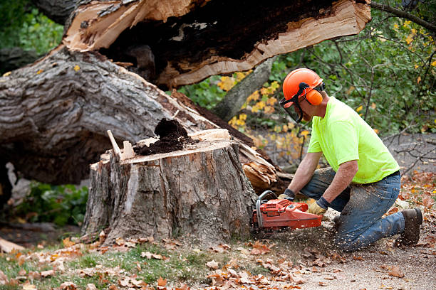 How Our Tree Care Process Works  in  Lake Marcel Stillwater, WA